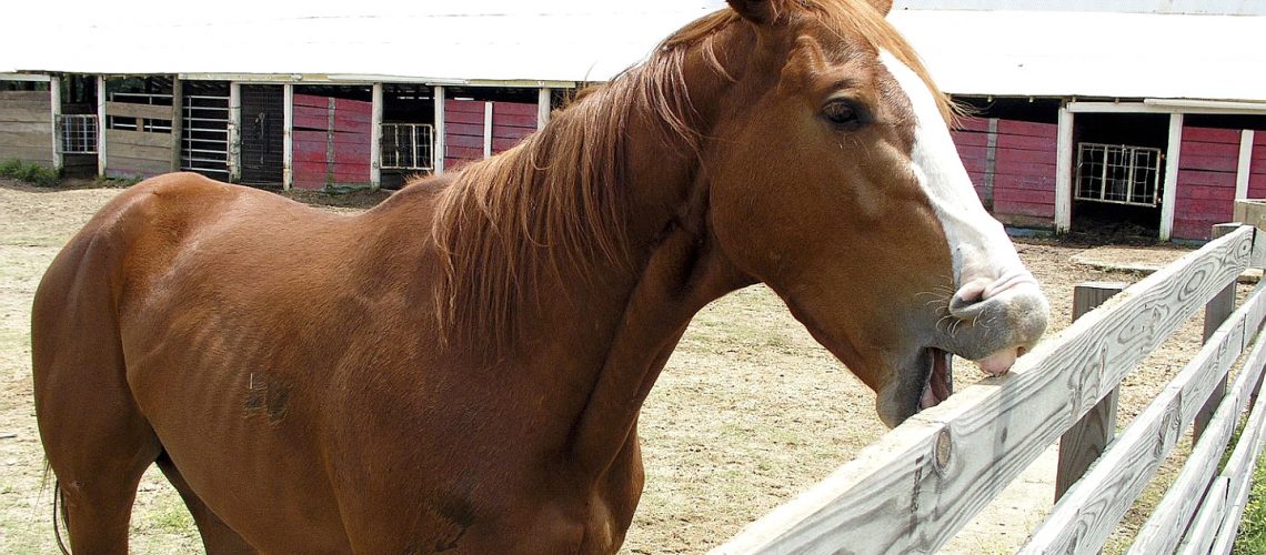 Equine-fence-paints-prevent-cribbing-damage-to-horse-fencing Horse chewing board of horse fencing