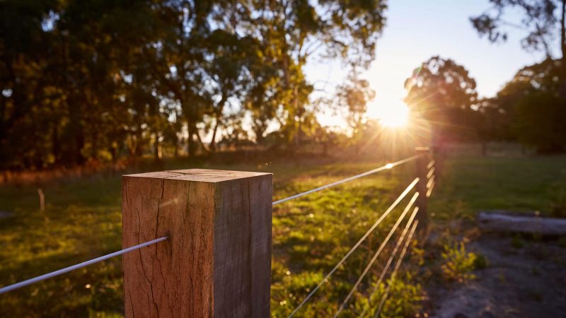 Sunrise Shine on Fence - Stock and Noble