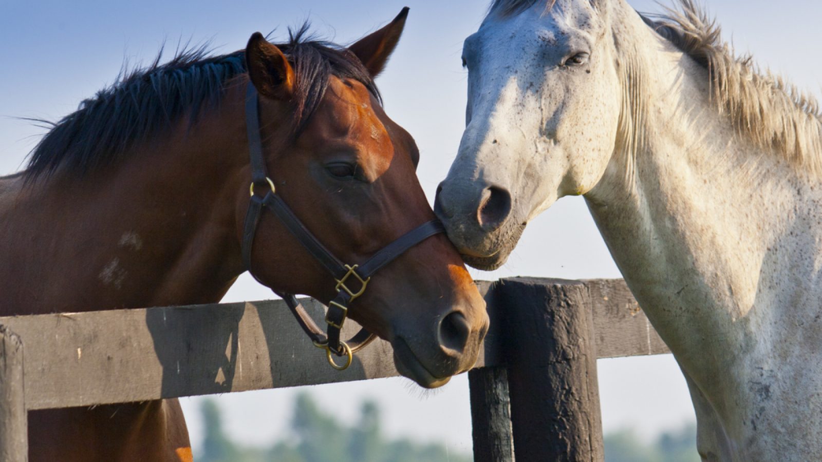 Horse Fencing Plans - Stock and Noble