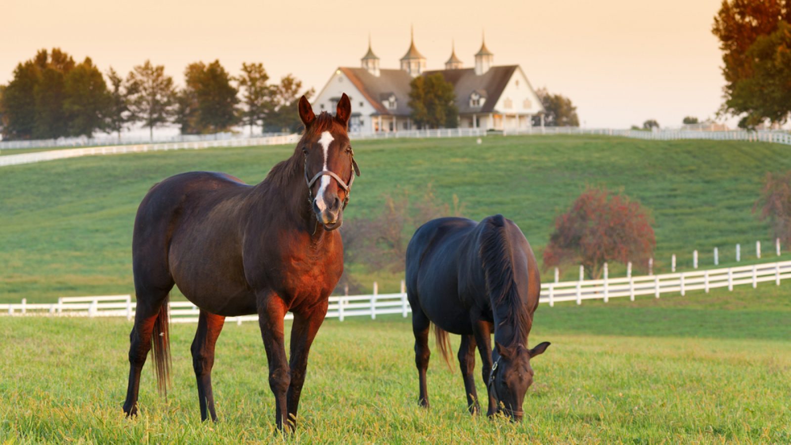 Two Black Horses in the Farm- Stock and Noble